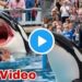 SAD: 23 Years Old Jessica Radcliffe, the Orca ( Titan) Trainer Death was Triggered by Menstrual Blood During her Live Performance
