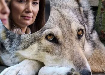 Wolves and Some Wildlife are pose to be a Threats in Arizona, Texas & California as they may likely face Extinction_ Secretary of Agriculture, Brooke Rollins.
