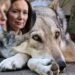 Wolves and Some Wildlife are pose to be a Threats in Arizona, Texas & California as they may likely face Extinction_ Secretary of Agriculture, Brooke Rollins.