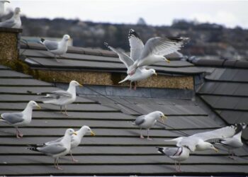 Seagulls Officially Avoid Fratton Park Because Atmosphere Is “Too Hostile”