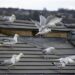 Seagulls Officially Avoid Fratton Park Because Atmosphere Is “Too Hostile”